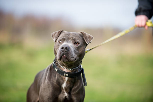 Ozborn Kennels