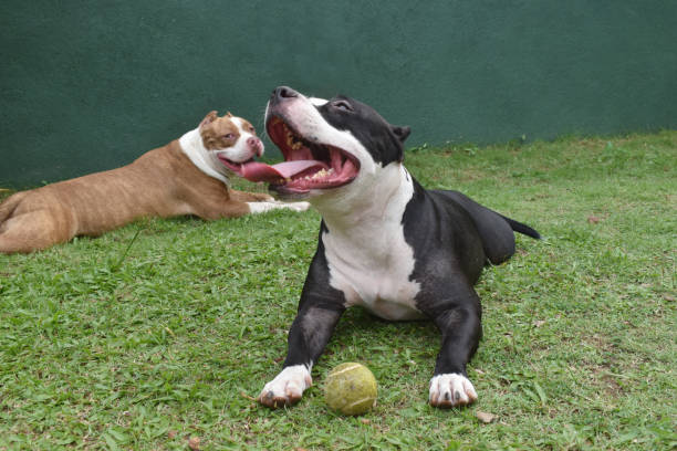 Ozborn Kennels